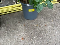 Partij van 2x hibiscus - afbeelding 3 van  3