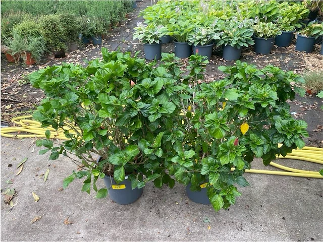 Partij van 2x hibiscus - afbeelding 1 van  3