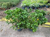 Partij van 2x hibiscus - afbeelding 1 van  3