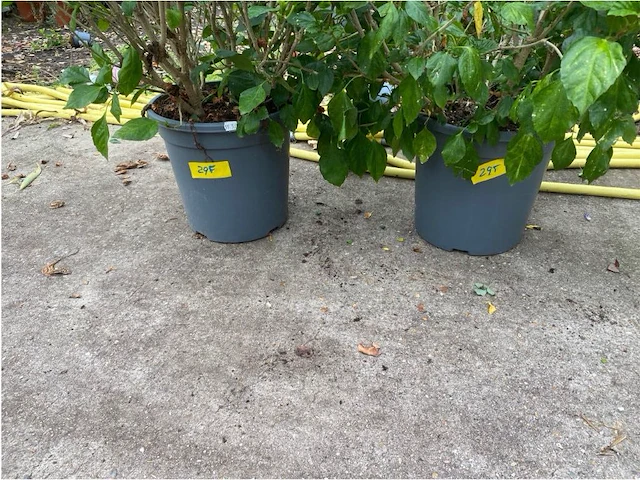 Partij van 2x hibiscus - afbeelding 2 van  3