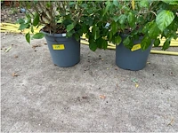 Partij van 2x hibiscus - afbeelding 2 van  3