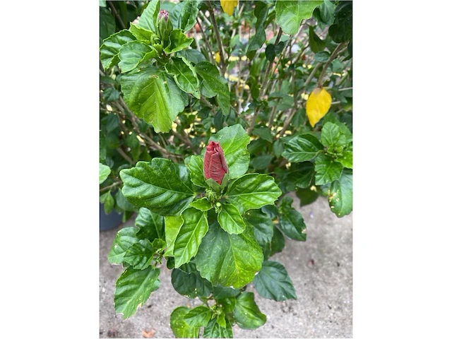 Partij van 2x hibiscus - afbeelding 3 van  3