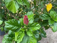 Partij van 2x hibiscus - afbeelding 3 van  3