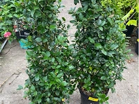 Partij van 2x ilex - afbeelding 1 van  2
