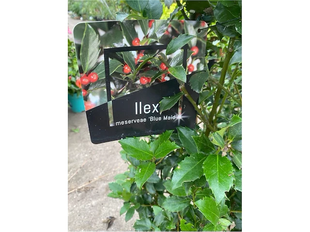 Partij van 2x ilex - afbeelding 2 van  2