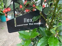 Partij van 2x ilex - afbeelding 2 van  2