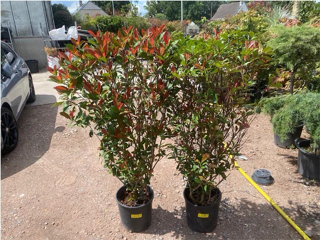 Partij van 2x photinia frasen red robin multistam - afbeelding 1 van  3