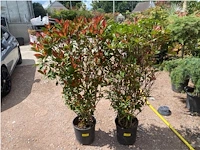 Partij van 2x photinia frasen red robin multistam - afbeelding 1 van  3