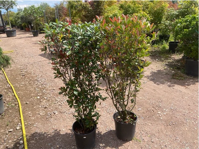 Partij van 2x photinia frasen red robin multistam - afbeelding 2 van  3