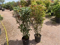 Partij van 2x photinia frasen red robin multistam - afbeelding 2 van  3