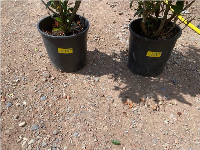 Partij van 2x photinia frasen red robin multistam - afbeelding 3 van  3