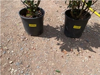 Partij van 2x photinia frasen red robin multistam - afbeelding 3 van  3
