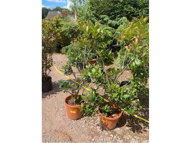 Partij van 2x photinia frasen red robin ponpon - afbeelding 1 van  3