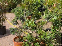 Partij van 2x photinia frasen red robin ponpon - afbeelding 1 van  3
