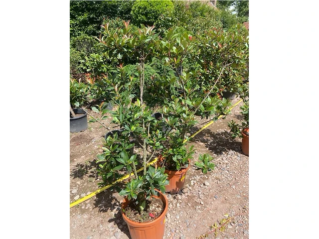 Partij van 2x photinia frasen red robin ponpon - afbeelding 2 van  3