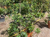 Partij van 2x photinia frasen red robin ponpon - afbeelding 2 van  3