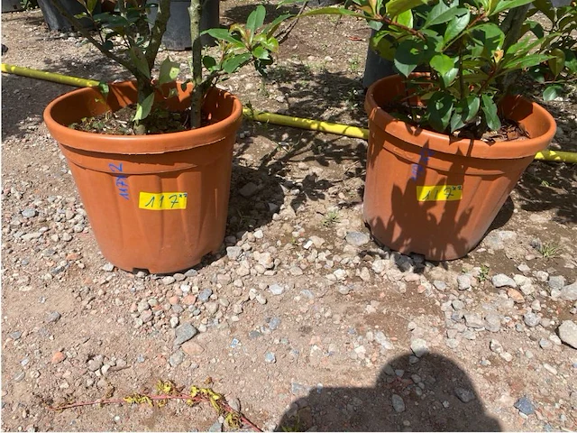 Partij van 2x photinia frasen red robin ponpon - afbeelding 3 van  3