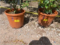 Partij van 2x photinia frasen red robin ponpon - afbeelding 3 van  3