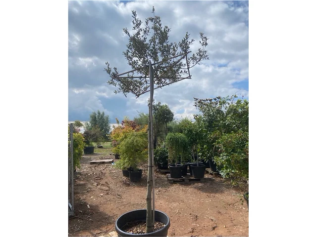 Partij van 2x quercus ilex met dakscherm - afbeelding 1 van  2