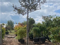 Partij van 2x quercus ilex met dakscherm - afbeelding 1 van  2