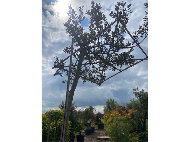 Partij van 2x quercus ilex met dakscherm - afbeelding 2 van  2