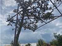 Partij van 2x quercus ilex met dakscherm - afbeelding 2 van  2