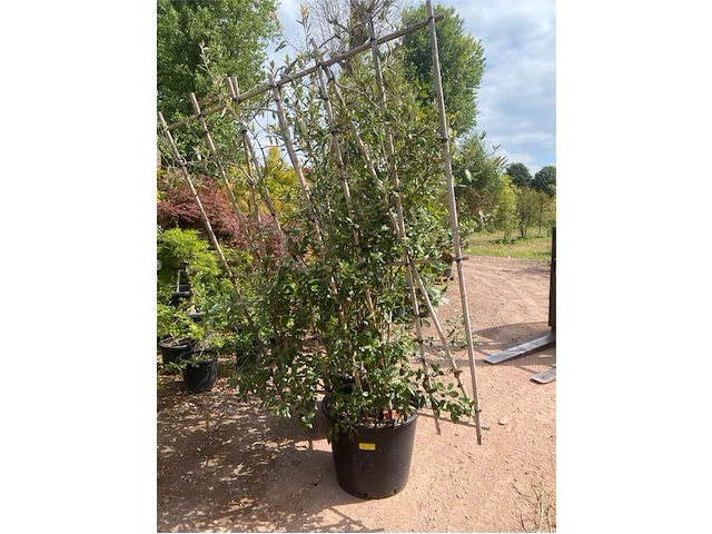 Partij van 2x quercus ilex op rek - afbeelding 1 van  2