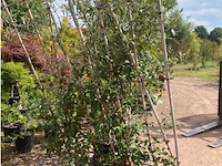Partij van 2x quercus ilex op rek - afbeelding 1 van  2