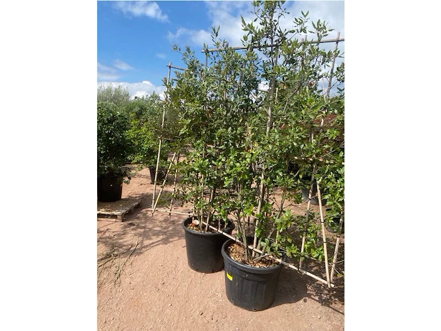 Partij van 2x quercus ilex op rek - afbeelding 2 van  2