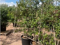 Partij van 2x quercus ilex op rek - afbeelding 2 van  2