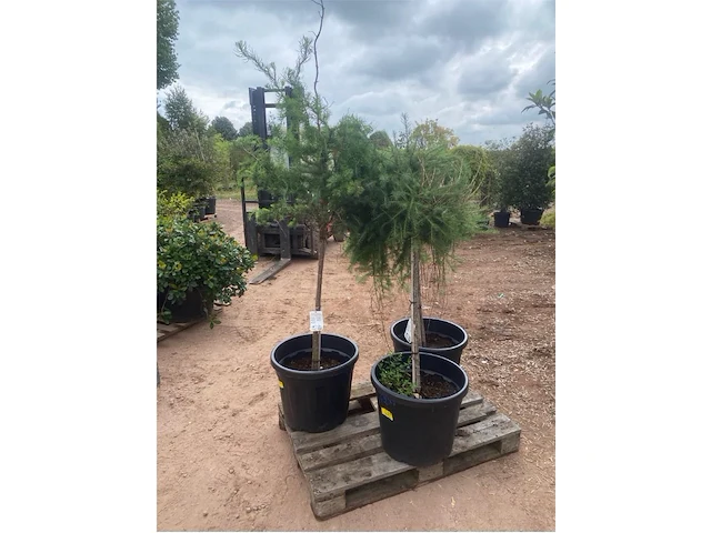 Partij van 3 x larix - afbeelding 1 van  3