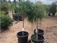 Partij van 3 x larix - afbeelding 1 van  3