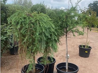 Partij van 3 x larix - afbeelding 2 van  3