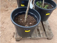 Partij van 3 x larix - afbeelding 3 van  3