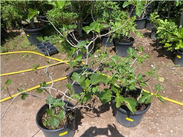 Partij van 3x ficus carica (vijgen) - afbeelding 1 van  3