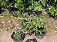 Partij van 3x ficus carica (vijgen) - afbeelding 1 van  3