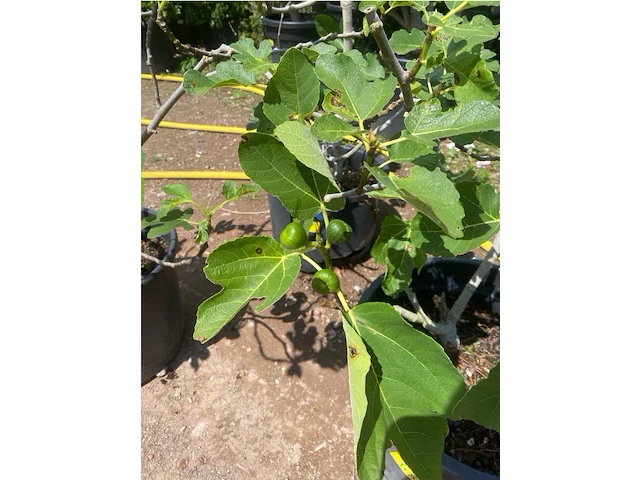 Partij van 3x ficus carica (vijgen) - afbeelding 2 van  3