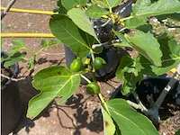 Partij van 3x ficus carica (vijgen) - afbeelding 2 van  3