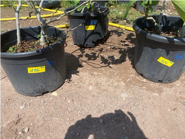 Partij van 3x ficus carica (vijgen) - afbeelding 3 van  3