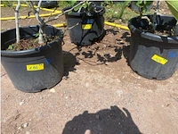 Partij van 3x ficus carica (vijgen) - afbeelding 3 van  3