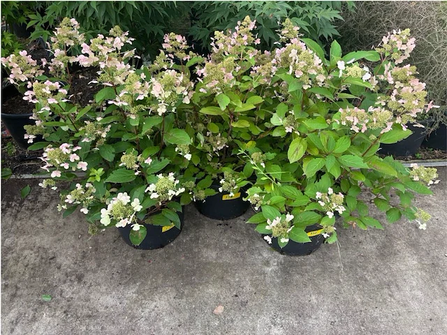 Partij van 3x hydrangea - afbeelding 1 van  2