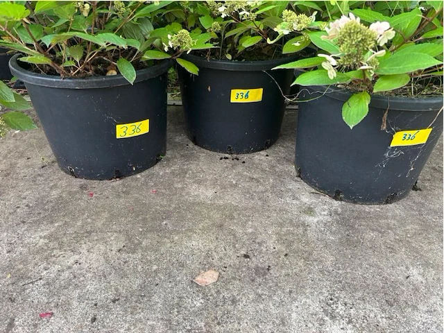 Partij van 3x hydrangea - afbeelding 2 van  2