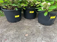 Partij van 3x hydrangea - afbeelding 2 van  2