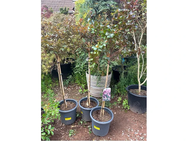 Partij van 3x lagerstroemia - afbeelding 1 van  2