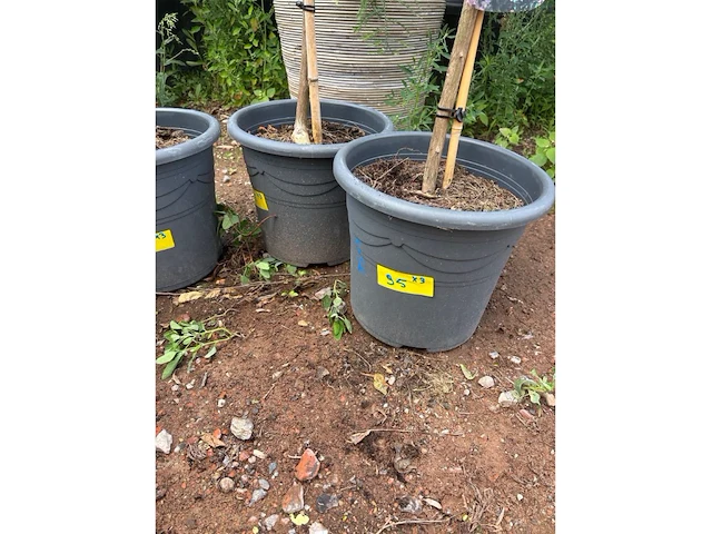 Partij van 3x lagerstroemia - afbeelding 2 van  2