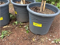 Partij van 3x lagerstroemia - afbeelding 2 van  2