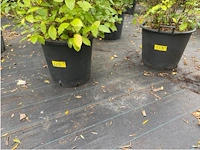Partij van 3x viburnum tinus - afbeelding 2 van  2