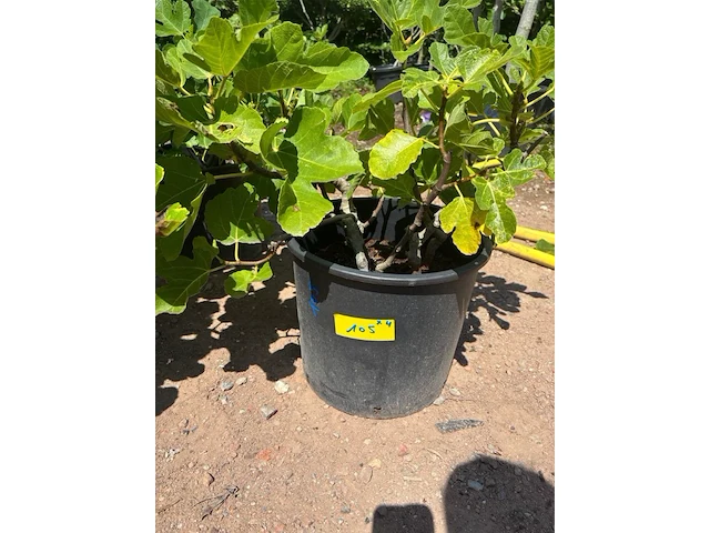 Partij van 4x ficus carica (vijgen) - afbeelding 1 van  3