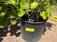 Partij van 4x ficus carica (vijgen) - afbeelding 1 van  3