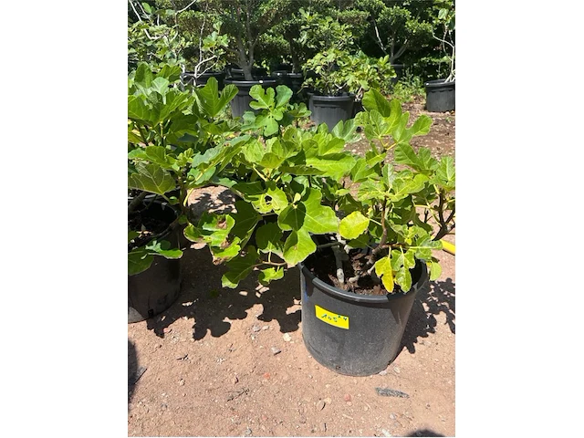 Partij van 4x ficus carica (vijgen) - afbeelding 2 van  3